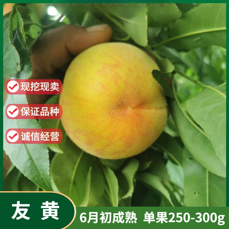 嫁接新品种黄桃树苗特大早熟日本友黄黄桃树苗南北方种植当年结果