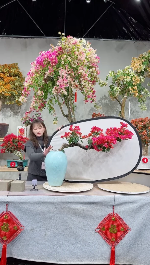 【闪购商品】盆景海岛红