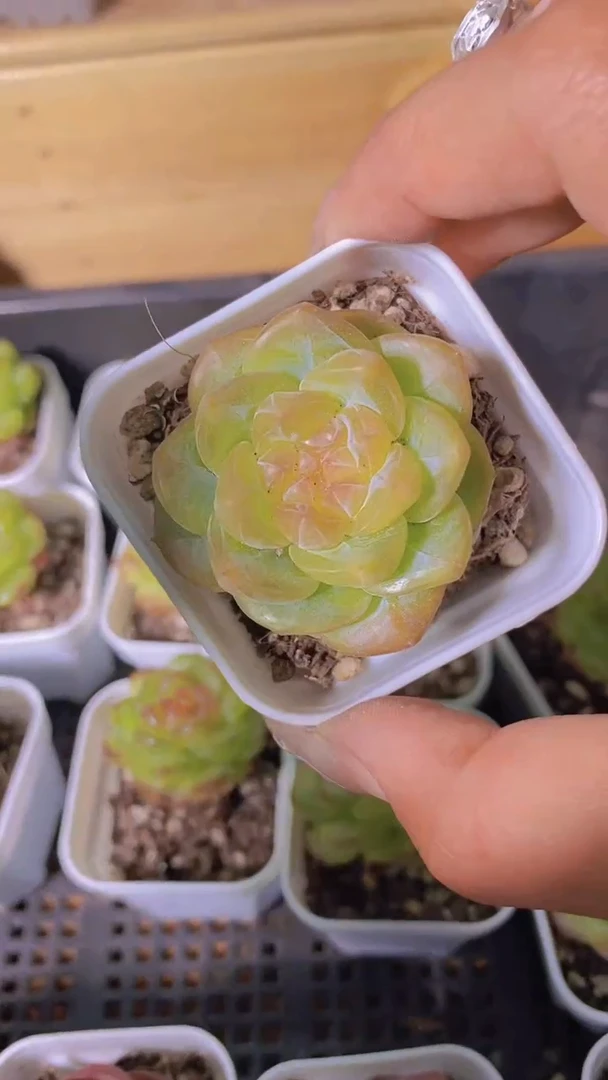 B100-珍妮透玉糖心（量拍）