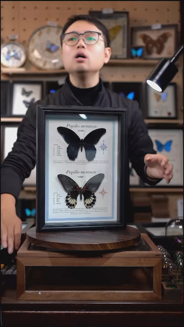 美凤蝶雌雄组合标本