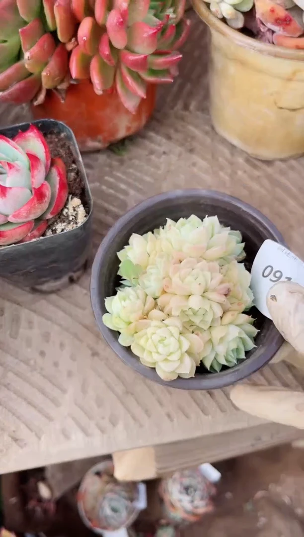 【闪购商品】09154