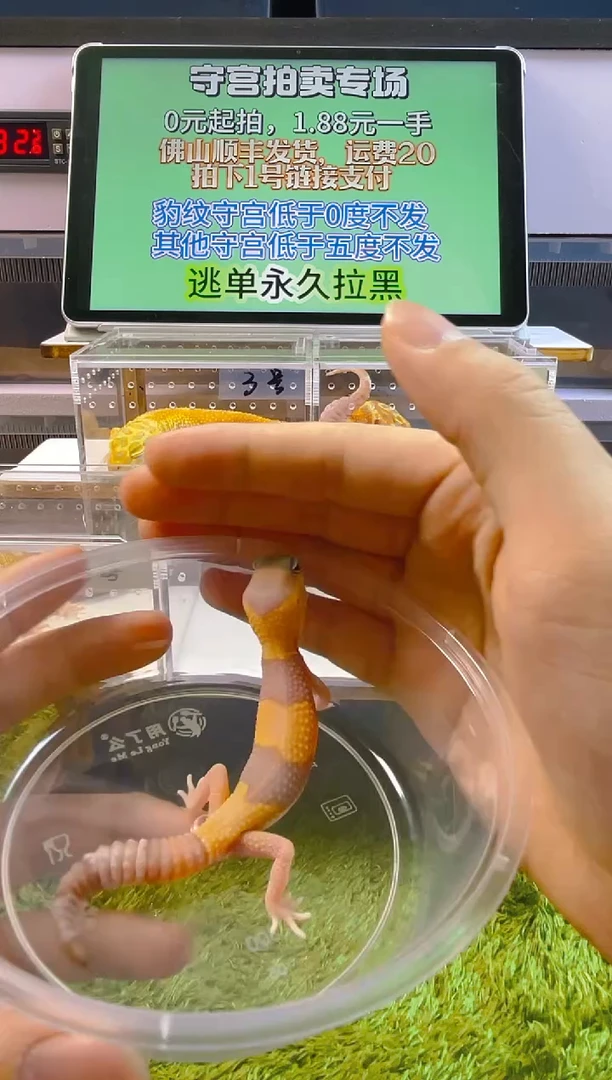 豹纹守宫豹纹肥尾瘤尾苗子亚成成体