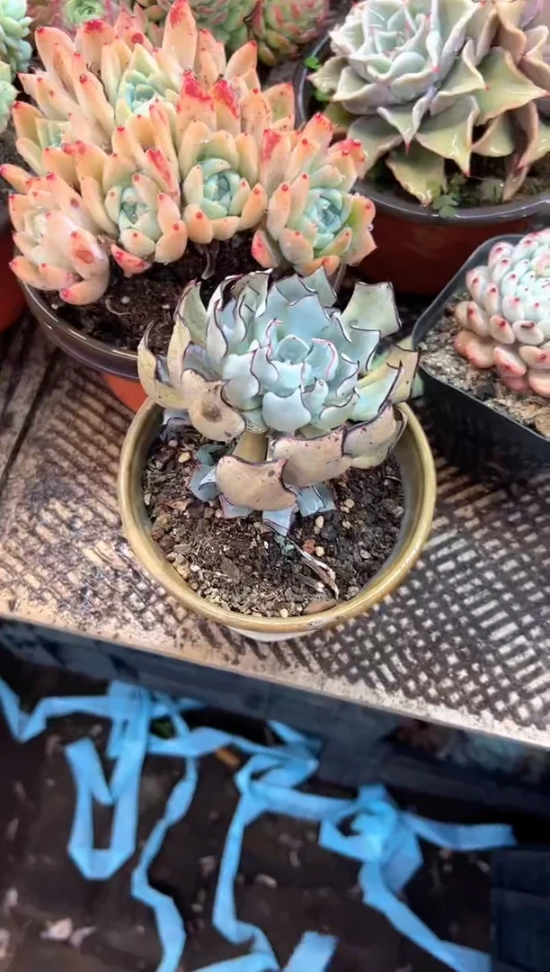 二**?多肉植物一物一拍21413