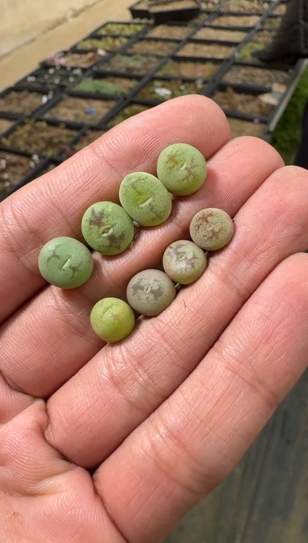 【天津专场】98多肉植物肉锥桃割娘杂交一颗