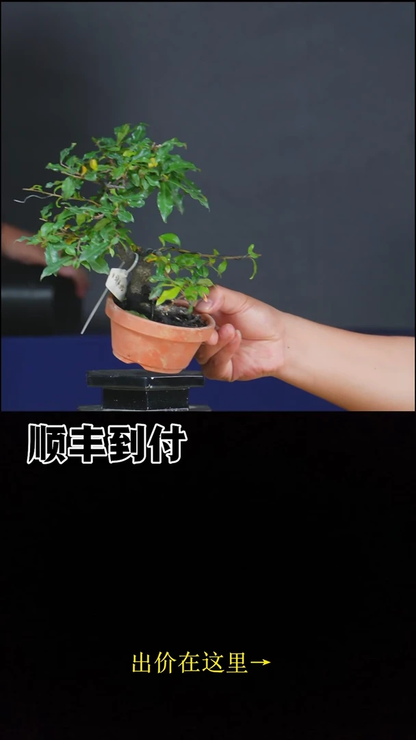无花朵c134常盘柿bubaoyou