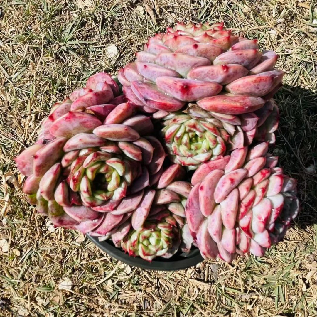 【多头天鹅绒】168多肉植好养阳台   以直播间展示为准  满15元包邮