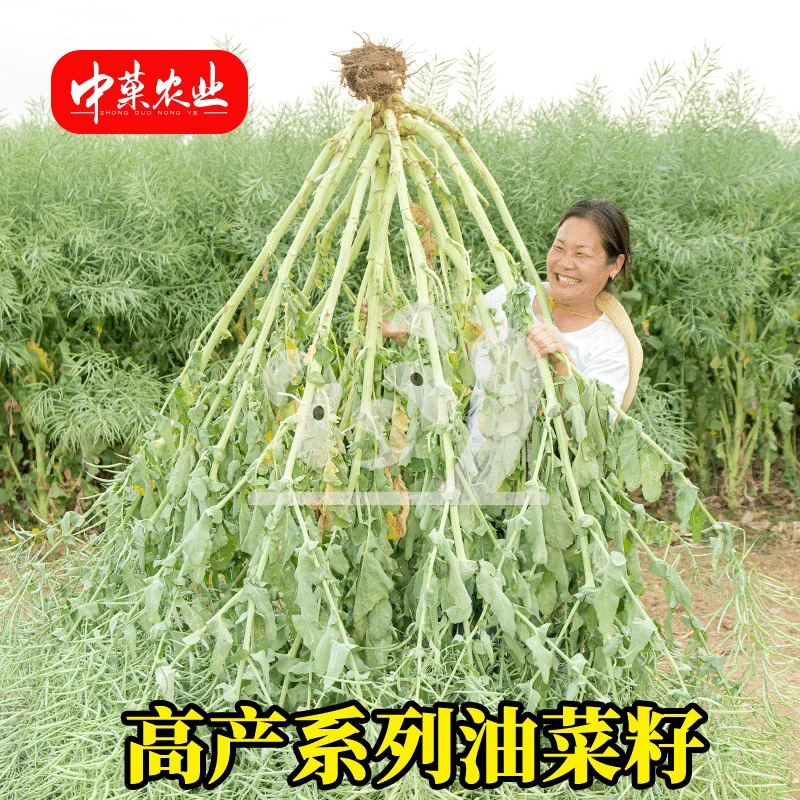 【中菓农业】渝华2号高产矮杆种子抗旱抗倒高油率油菜种子推荐