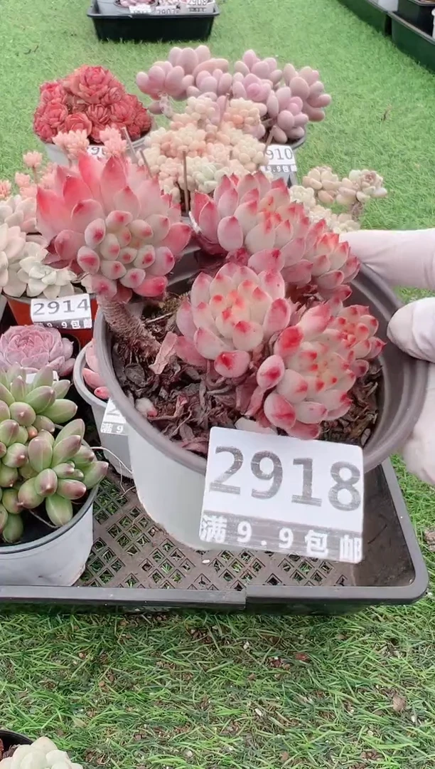 【闪购商品】信福多肉一物一拍