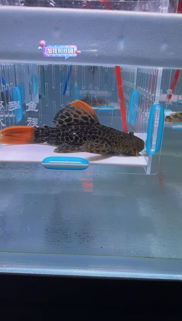 清道夫9.5+不包入缸损19