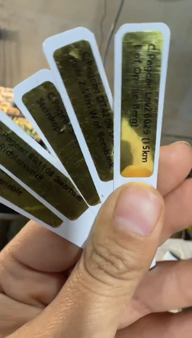 【天津专属】190多肉植物肉锥金标红嘴5颗