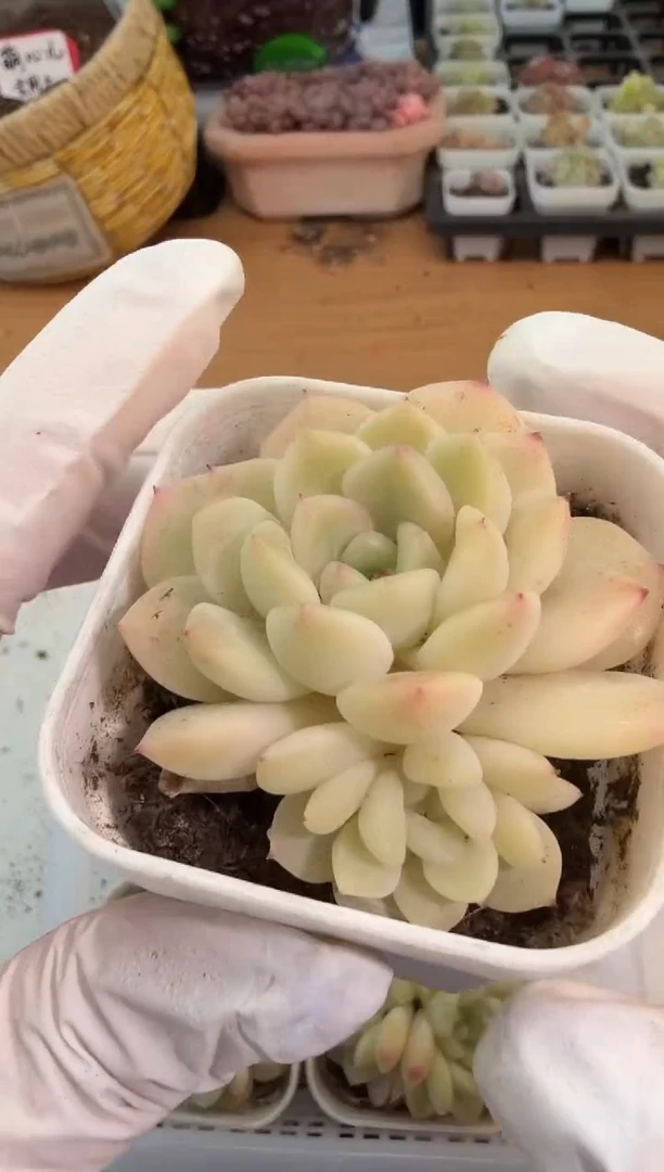 T13 五方一盆 单双混 量拍混发