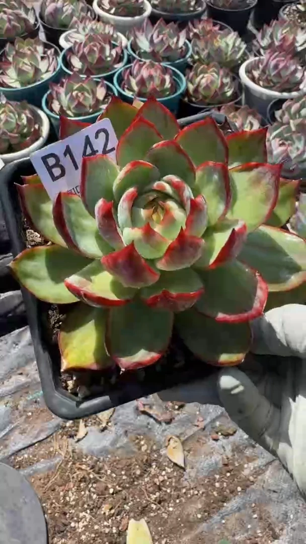 B142惊鸿仙子（裸根发货）（微瑕）