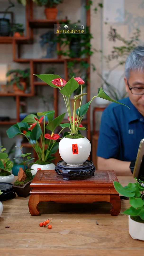 完全开放不开花盆栽49