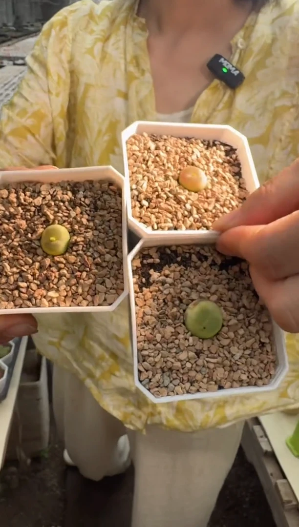 30-6多肉植物肉锥拉登一颗