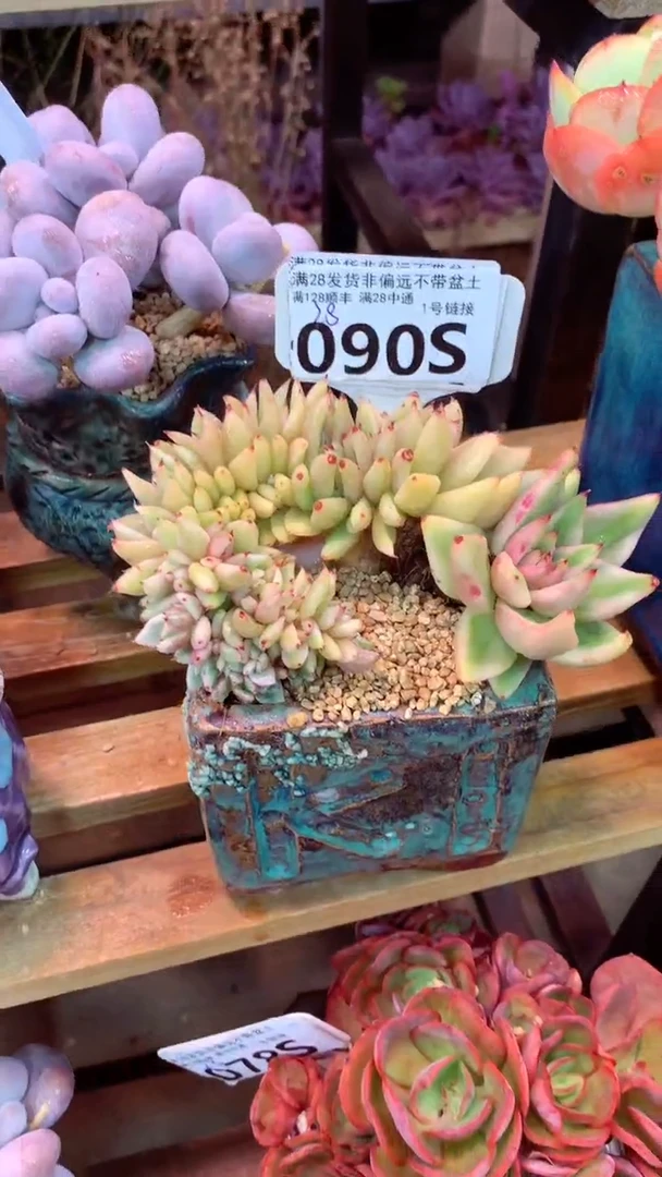 090S（一物一拍实付满28发货，默认不带盆土）
