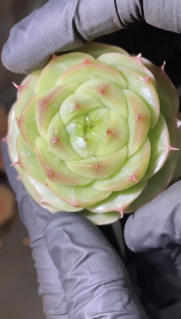 2506 圆翡 量拍发一颗