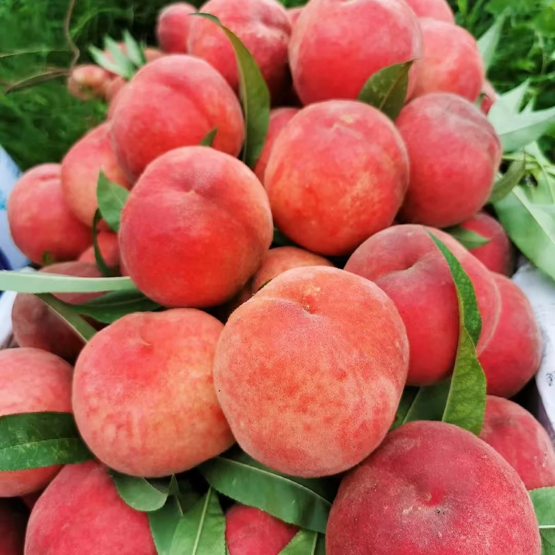 【3斤±50g】瑕疵毛桃3斤河南省