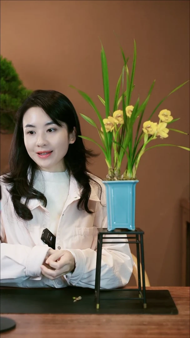 【闪购商品】盆景黄玉