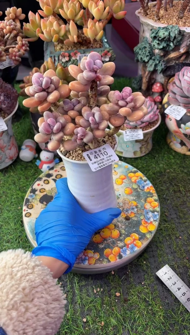 昆明印象多肉4110