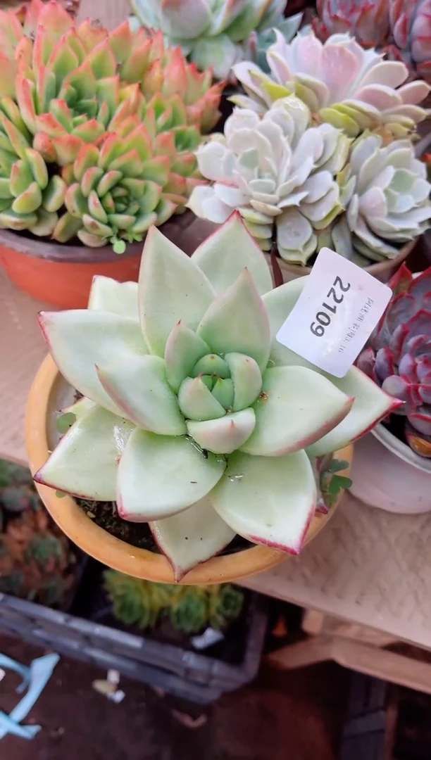 云*22109多肉植物一物一拍