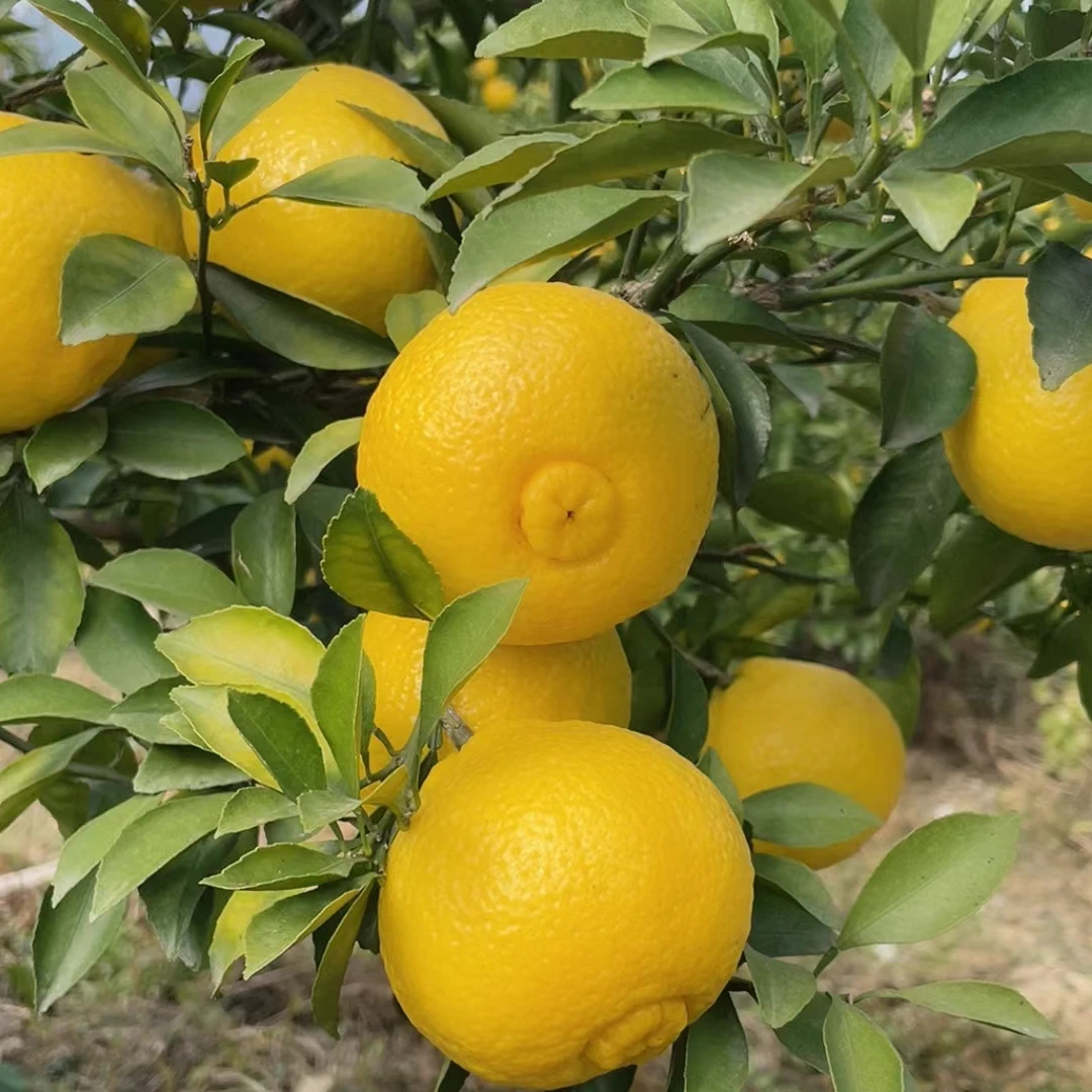 江西春香柚当季新鲜水果清甜多汁象山青黄金贡柚