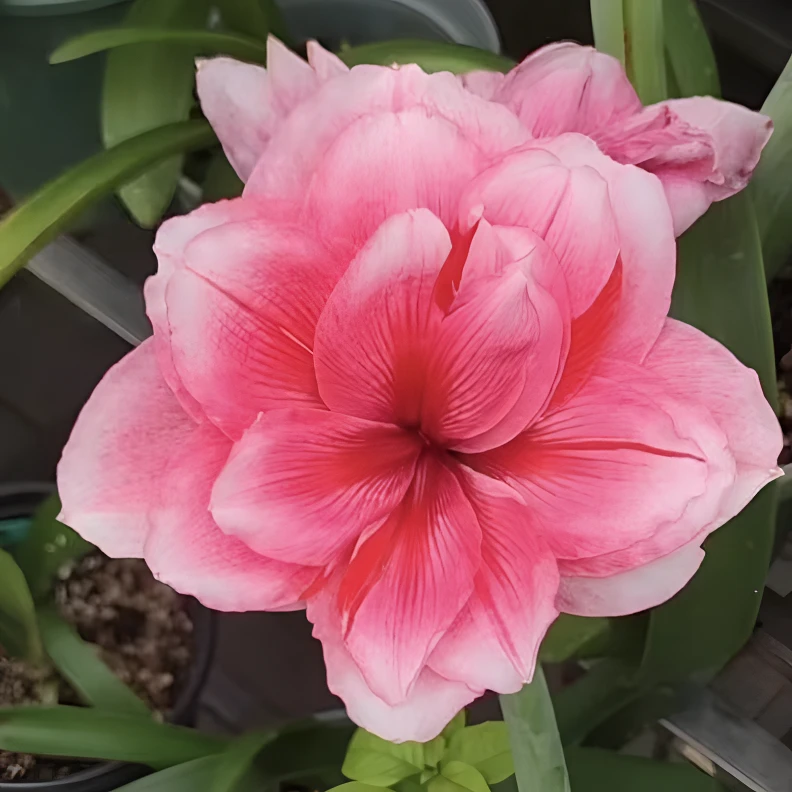 朱顶红 粉红海盗