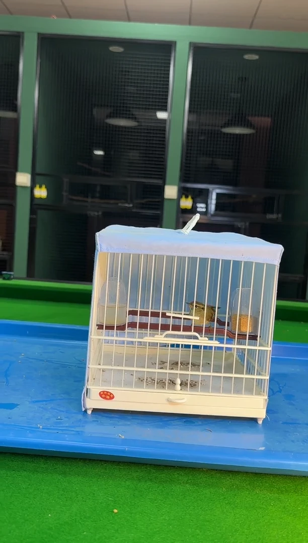 虎皮鹦鹉64号黄腰养笼0元起拍