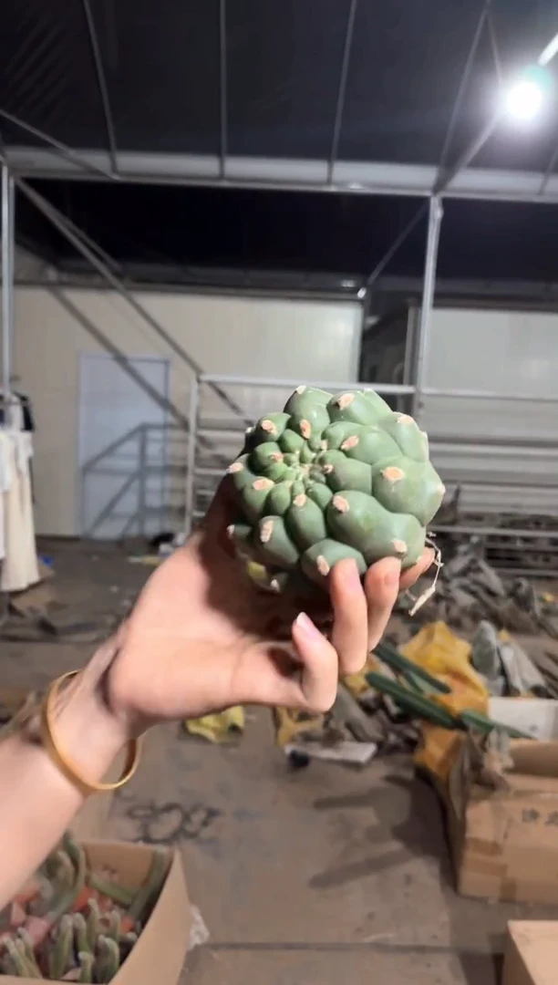 实生根 佛头 7-10cm