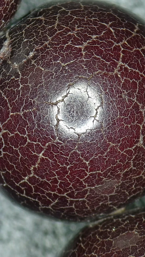 凤眼菩提吊坠朵朵主播福利款000000000