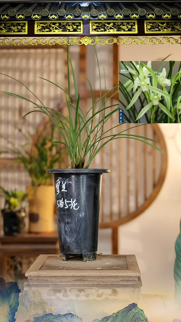 全部花苞雪兰素花5苗5花