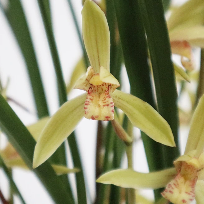 建兰【铁骨金针】浓香型花期6-12月份