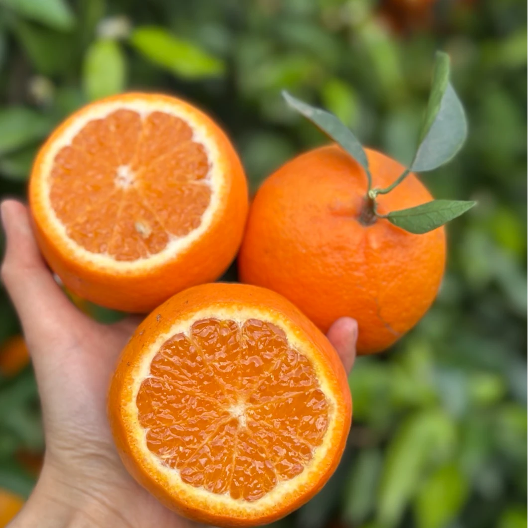 （丝路美食）云南高原虎柑新鲜水果家庭装 沃柑当季蜜桔橘子