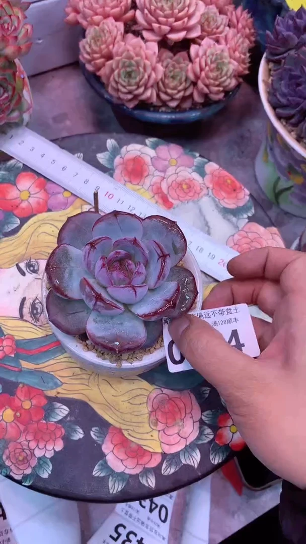 0404S 模特区 冰心石榴