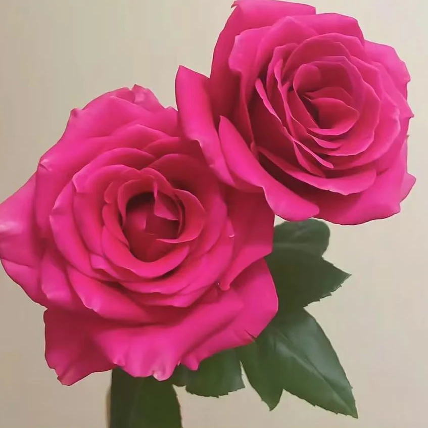 【弗洛伊德】玫红高杯切花庭院花园盆栽香味玫瑰