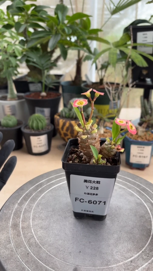 美花大戟FC-6071