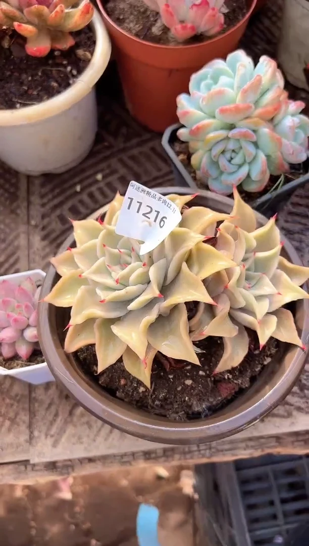 ?***'多肉植物一物一拍11216