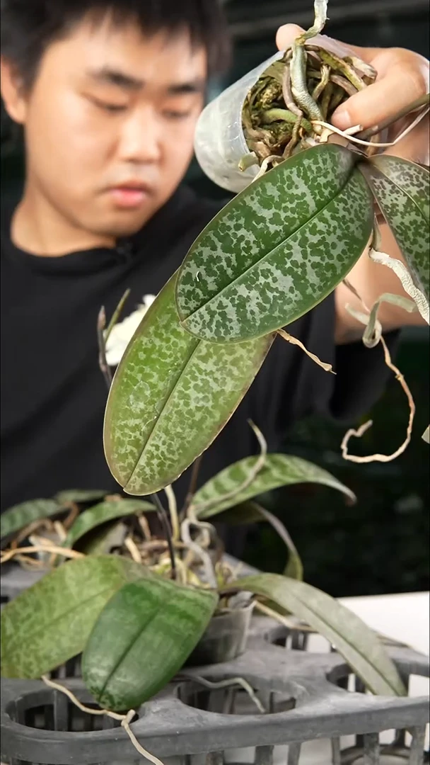 当前无花朵，栽培后可花朵抽梗 盲盒西雷利
