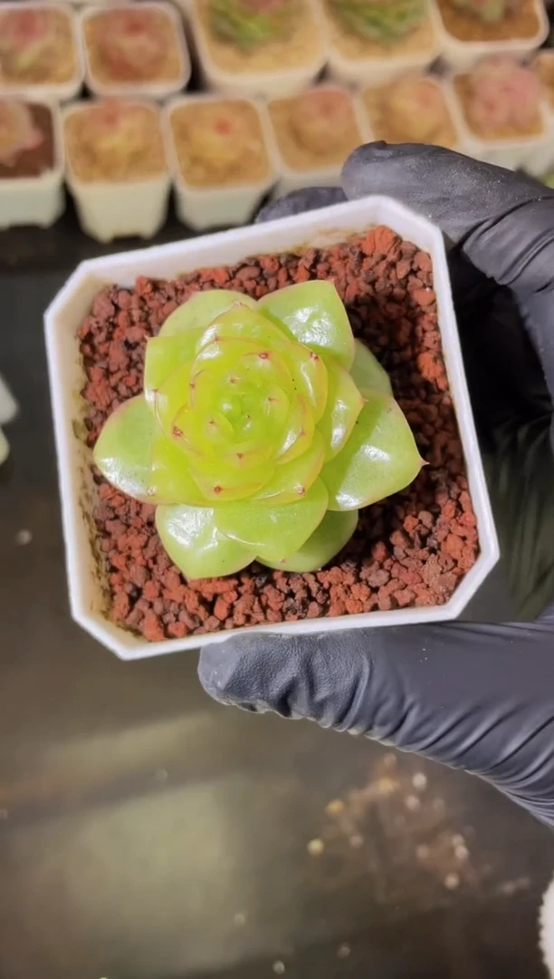 闪购1960  心机珍妮多肉一颗 3厘米
