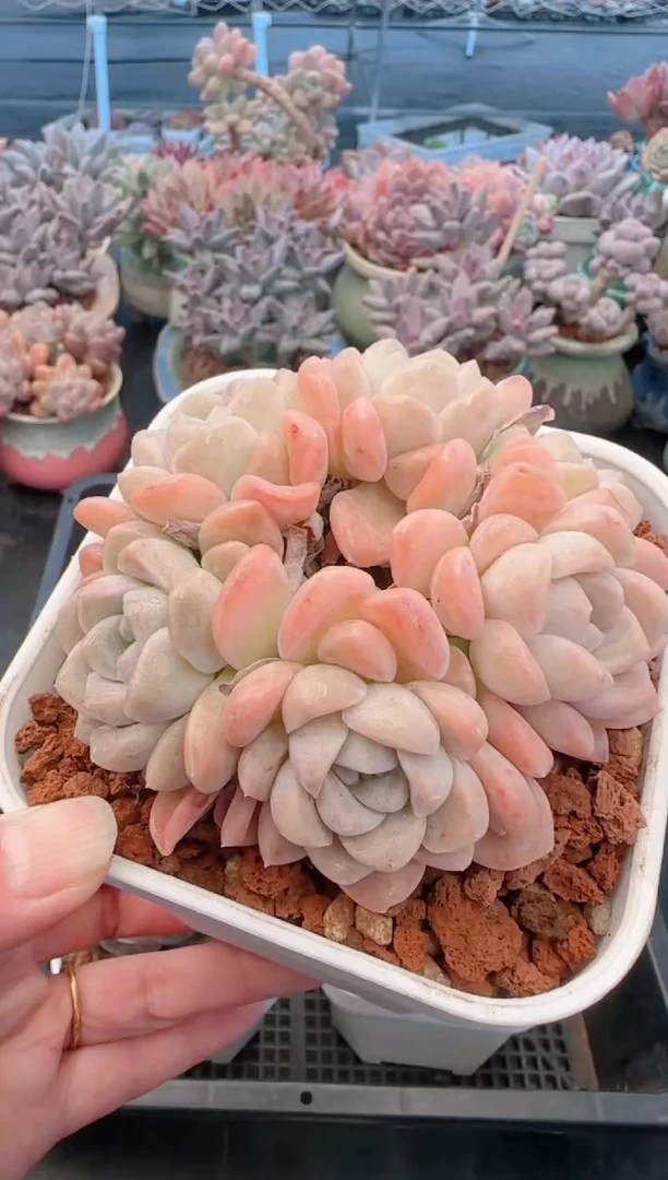 【闪购商品】7537奶油美人