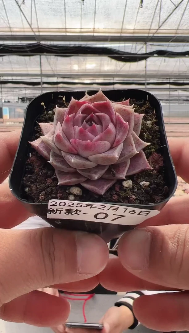 【闪购商品】新款多肉-7