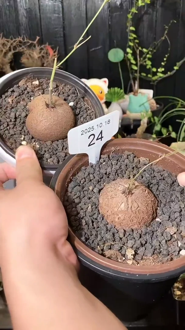 24号1018福利特价南非龟甲龙套餐