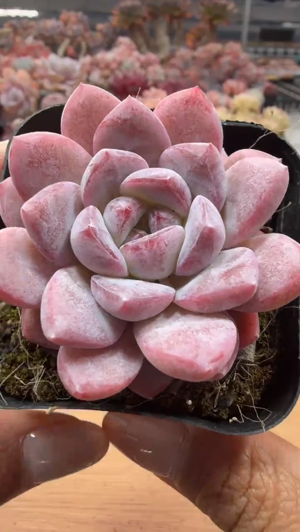东云多肉园二店-20
