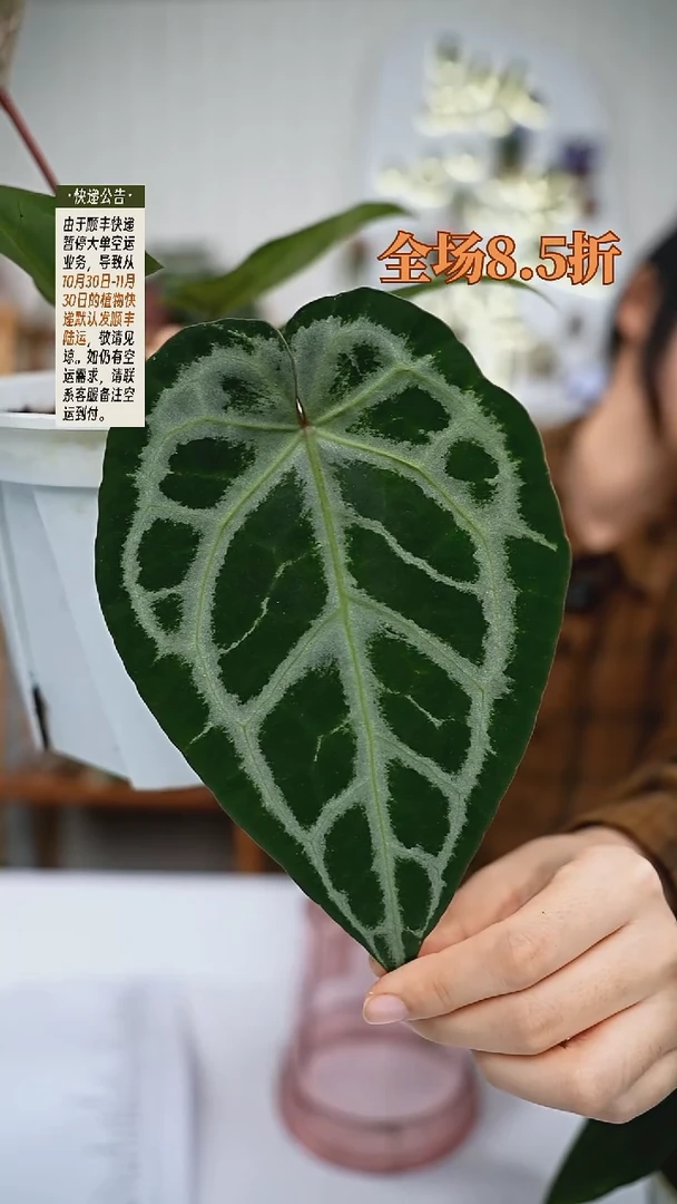 完全开放Z77女团杂