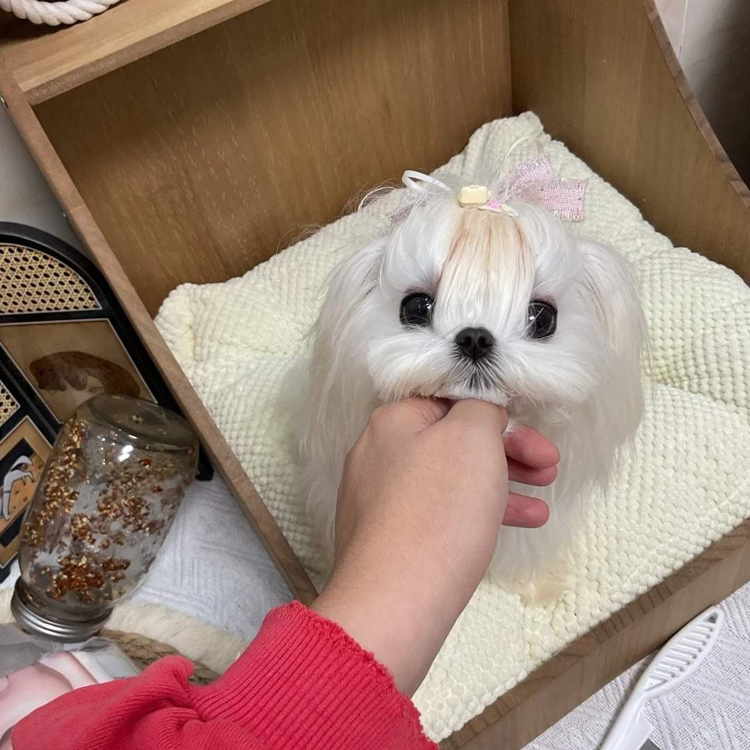 【闹笑家】西高地西施马尔济斯约克夏