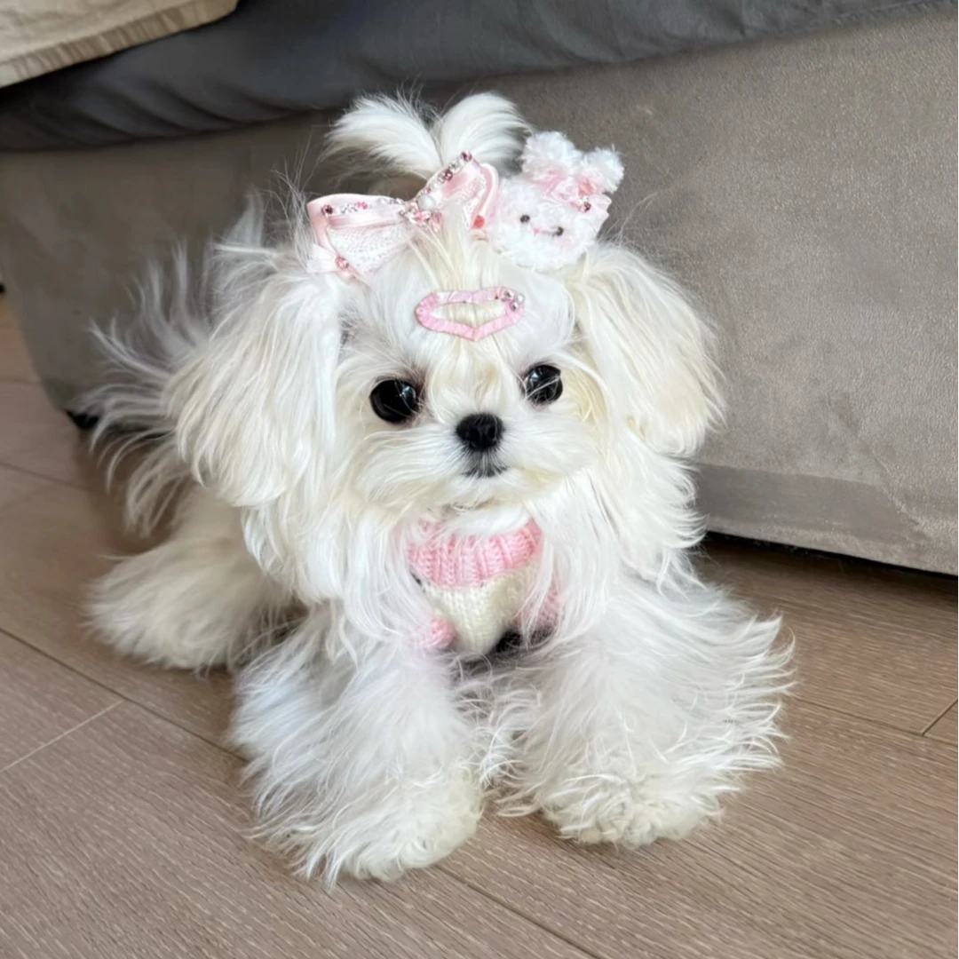 【阿汤奢宠】韩系马尔济斯纯种幼犬超小体小马