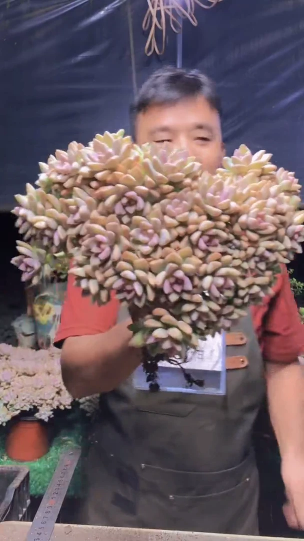 245淡雪缀化一物一拍（微瑕）