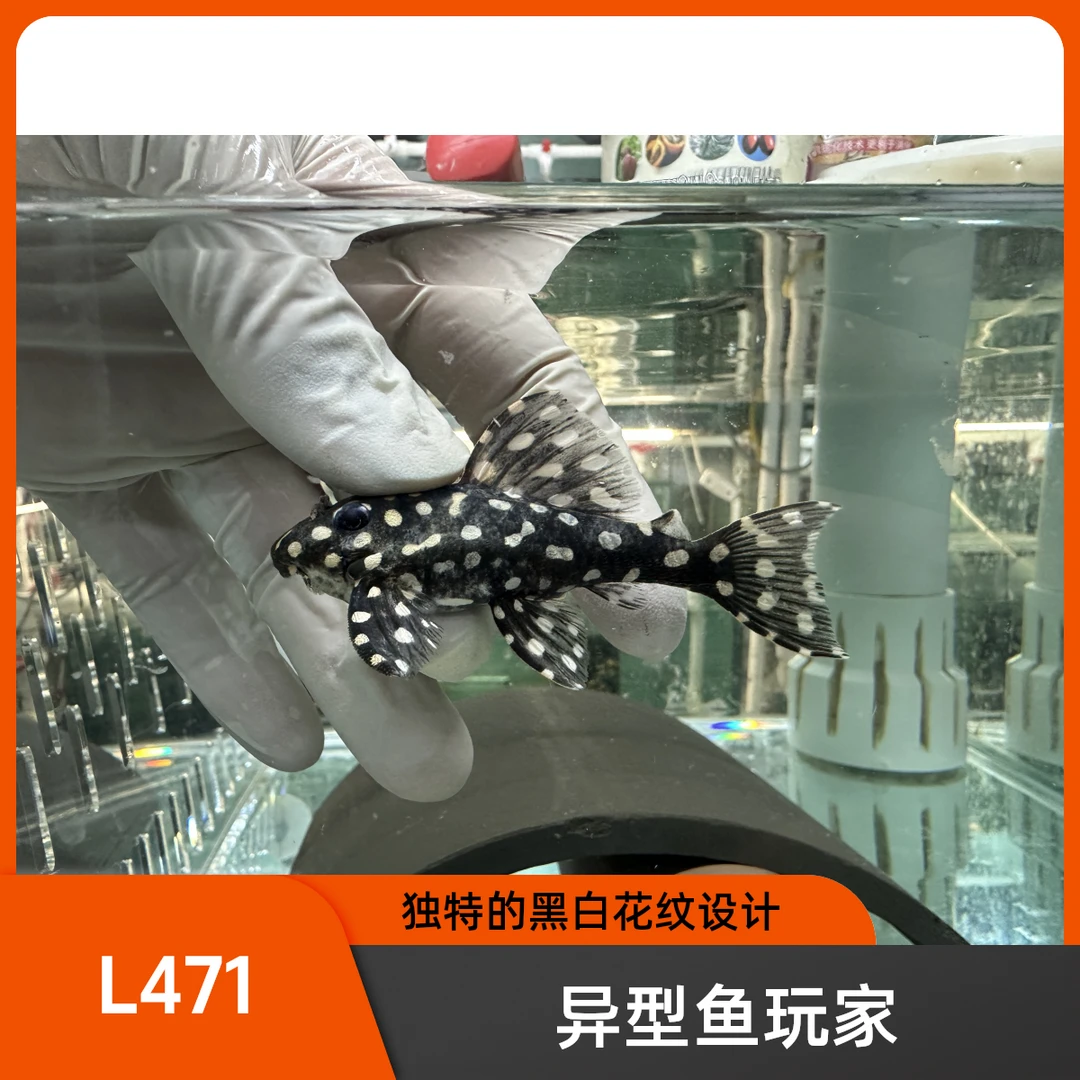 L471皇后雪球（扒鸡系）