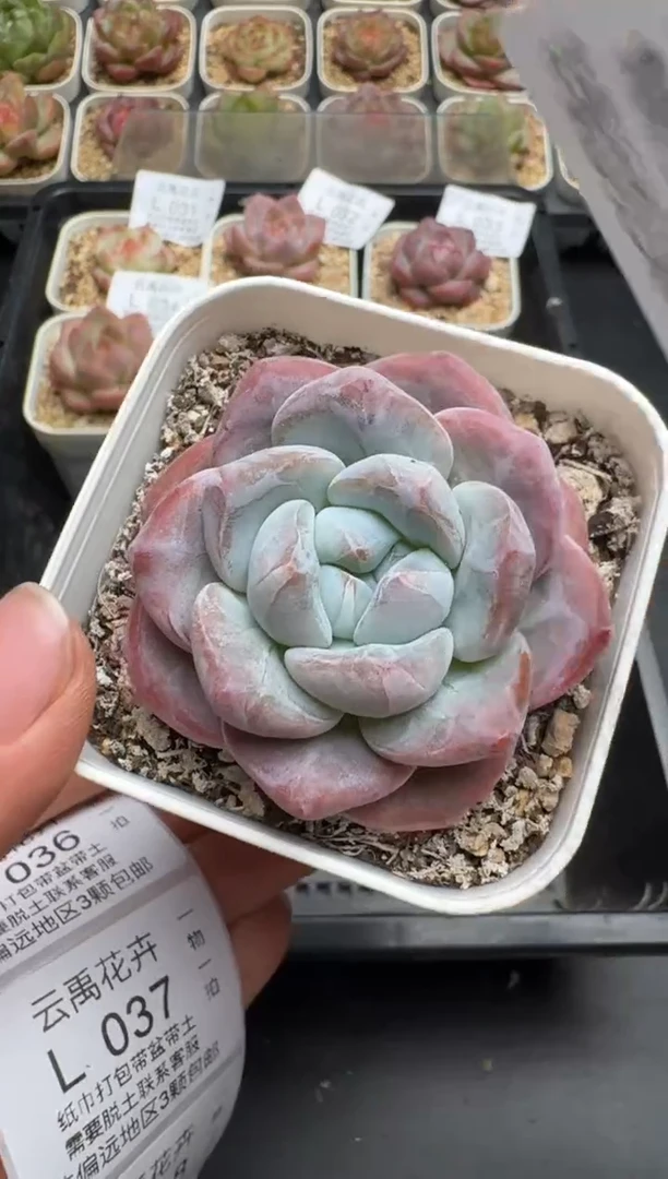 035L云禹多肉植物 带盆土纸巾打包 当天拍3颗包邮
