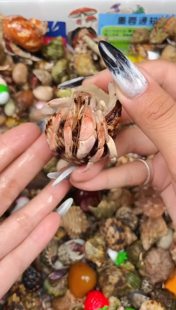 陌派甄选寄居蟹7925灰白