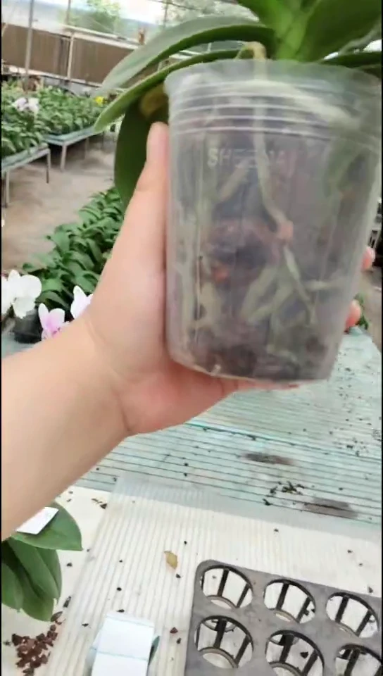 大部分开放少量花苞樱桃福利价